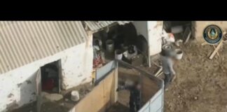 Дрон помог поймать скотокрадов в Туркестанской области