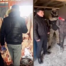 Полицейские вернули почти 500 голов скота в Туркестанской области