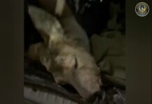 Браконьеров с тушами косули и лисы задержали в Туркестанской области