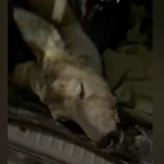 Браконьеров с тушами косули и лисы задержали в Туркестанской области