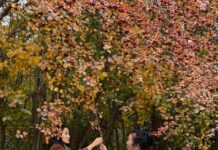 Дендропарк Шымкента расширил коллекцию растений до 330 видов