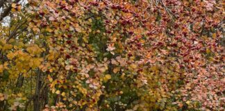 Дендропарк Шымкента расширил коллекцию растений до 330 видов