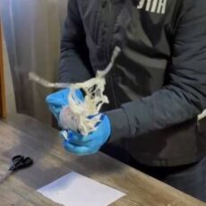 В Шымкенте задержали наркосбытчиков из Караганды с крупной партией мефедрона