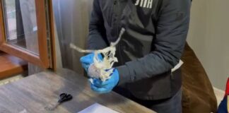 В Шымкенте задержали наркосбытчиков из Караганды с крупной партией мефедрона