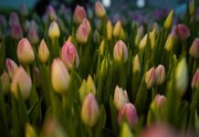 В ботаническом саду Туркестана зацвели тюльпаны