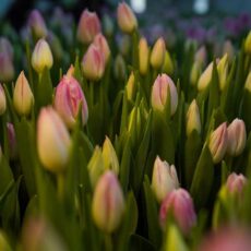 В ботаническом саду Туркестана зацвели тюльпаны