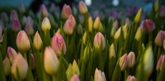В ботаническом саду Туркестана зацвели тюльпаны