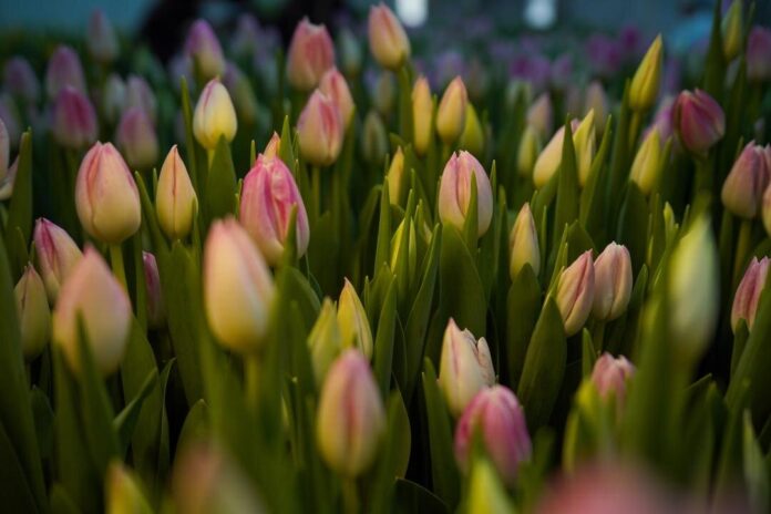 dc30010f-f9dd-49ab-af05-3bec6cdf7be5