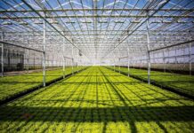 Крупный тепличный комплекс стоимостью 42 млрд тенге строят в Туркестанской области