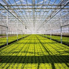 Крупный тепличный комплекс стоимостью 42 млрд тенге строят в Туркестанской области