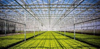 Крупный тепличный комплекс стоимостью 42 млрд тенге строят в Туркестанской области