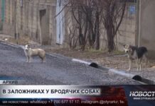 Жители Шымкента жалуются на нашествие бродячих собак