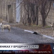 Жители Шымкента жалуются на нашествие бродячих собак