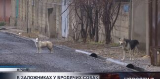 Жители Шымкента жалуются на нашествие бродячих собак