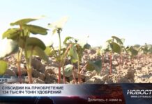 В Туркестанской области субсидируют 134 тысячи тонн удобрений