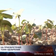 В Туркестанской области субсидируют 134 тысячи тонн удобрений