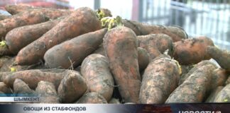 В регионы страны поступило 57 тысяч тонн овощей из стабфондов