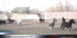 В зоопарке Шымкента готовятся к весеннему сезону