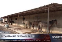 Фермеры Шымкента обязаны регистрировать скот через приложение «Төрт түлік»