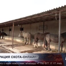 Фермеры Шымкента обязаны регистрировать скот через приложение «Төрт түлік»