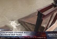 Массовый замор рыбы и синий цвет воды: что происходит с реками Шымкента