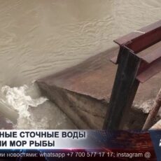 Массовый замор рыбы и синий цвет воды: что происходит с реками Шымкента