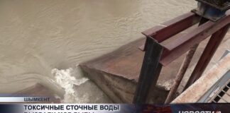 Массовый замор рыбы и синий цвет воды: что происходит с реками Шымкента