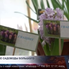 Дети превратили детский сад в круглогодичный источник витаминов