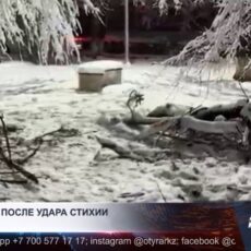 Упавшие деревья, разбитые окна и авто: как Шымкент пережил снегопад