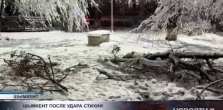 Упавшие деревья, разбитые окна и авто: как Шымкент пережил снегопад