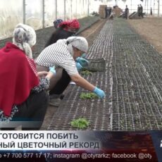 Шымкент готовится побить собственный цветочный рекорд