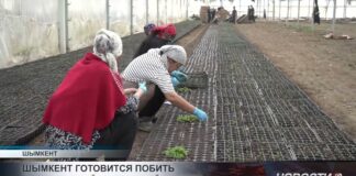 Шымкент готовится побить собственный цветочный рекорд