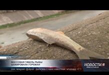 В реке Бадам массово гибнет рыба