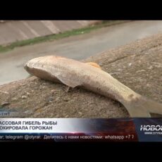 В реке Бадам массово гибнет рыба