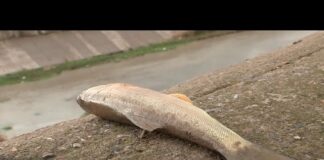 В реке Бадам массово гибнет рыба