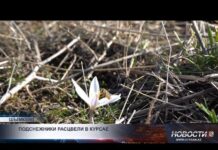 Первые подснежники расцвели в Шымкенте