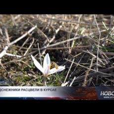 Первые подснежники расцвели в Шымкенте