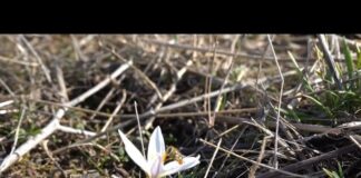 Первые подснежники расцвели в Шымкенте