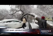 Из-за снегопада в Шымкенте упали деревья и повредили машины