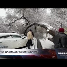 Из-за снегопада в Шымкенте упали деревья и повредили машины