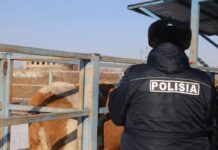 Масштабный рейд на трассах: десятки машин со скотом остановлены полицией