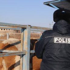 Масштабный рейд на трассах: десятки машин со скотом остановлены полицией