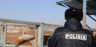 Масштабный рейд на трассах: десятки машин со скотом остановлены полицией