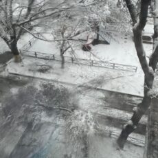 В Шымкенте упавшая ветка дерева унесла жизнь ребенка