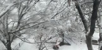 В Шымкенте упавшая ветка дерева унесла жизнь ребенка