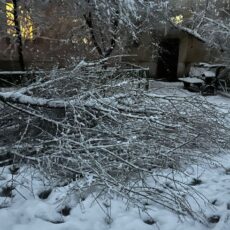 Акимат Шымкента призывает жителей соблюдать осторожность из-за снегопада