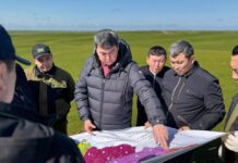 В Туркестанской области усиливают борьбу с мароккской саранчой