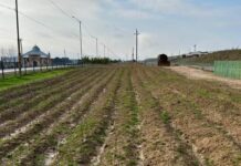 В Туркестанской области планируют высадить почти полмиллиона деревьев