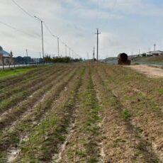 В Туркестанской области планируют высадить почти полмиллиона деревьев