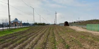 В Туркестанской области планируют высадить почти полмиллиона деревьев